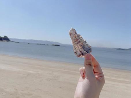 Photo, shell, hand, beach, 