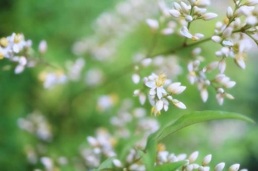 Small and cute Nandina, nanten, white, flower, JPG