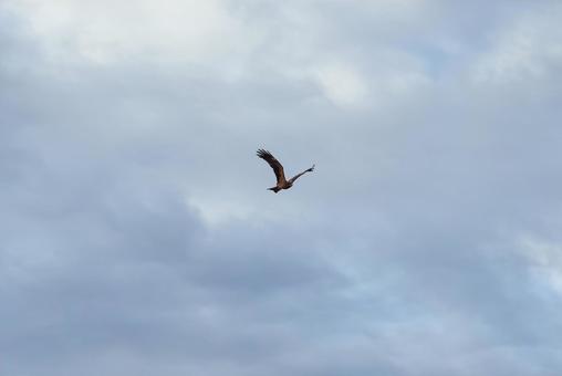 A black kite gracefully dancing among the clouds, JPG A black kite gracefully dancing among the clouds, JPG