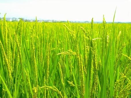 Photo, rural, paddy field, rice shortage, 