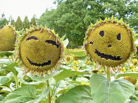 ひまわりの種 ひまわりの種 ひまわり,ヒマワリ,スマイルの写真素材