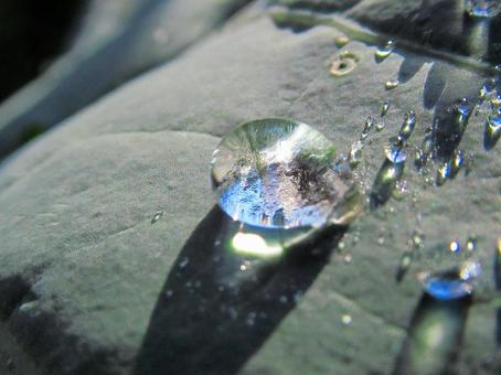水滴と緑の葉の風景 水滴,しずく,雨の写真素材