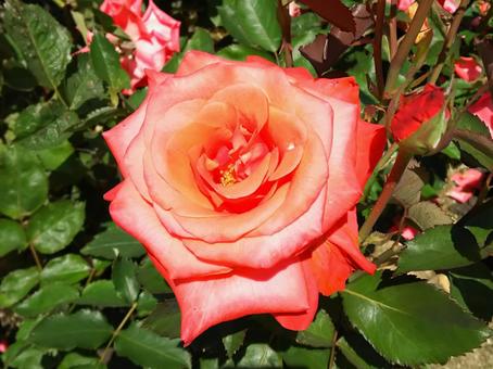 薔薇 薔薇,植物,花の写真素材