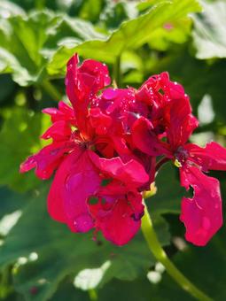 ゼラニウム ゼラニウム,赤,花の写真素材