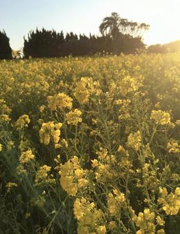 夕暮れの菜の花 夕暮れの菜の花の写真