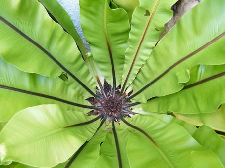 Photo, otaniwatari, green, tropics, 