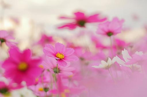 Pink Cosmos, JPG