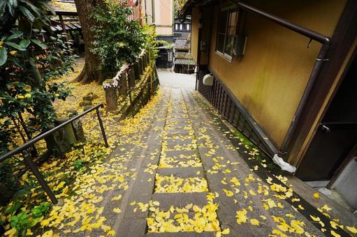 熊本 黒川温泉 坂道に落葉したイチョウ2 イチョウ,銀杏,公孫樹の写真素材