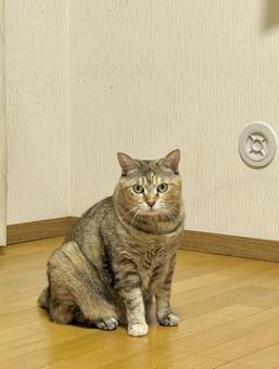 フローリングに座るキジ猫の写真