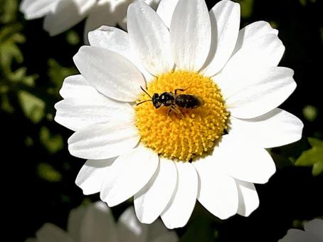 寒白菊にとまるクロスズメバチ 05 クロスズメバチ,黒雀蜂,地蜂の写真素材