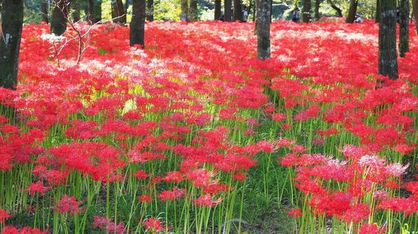 巾着田曼珠沙華公園・彼岸花の群生・日高市 巾着田曼珠沙華公園・彼岸花の群生・日高市 秋,巾着田,曼珠沙華公園の写真素材