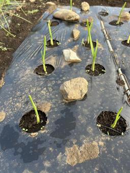 市民農園のにんにくの栽培の写真