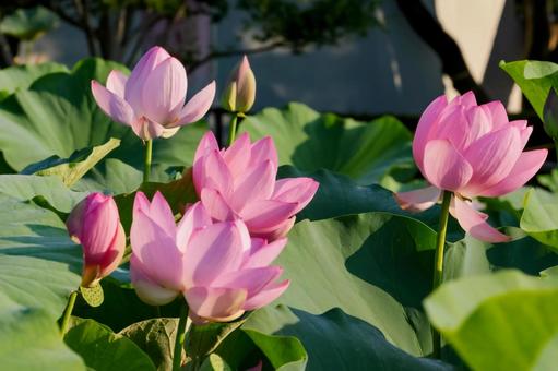 オオガハス 6月,ハス,風景の写真素材