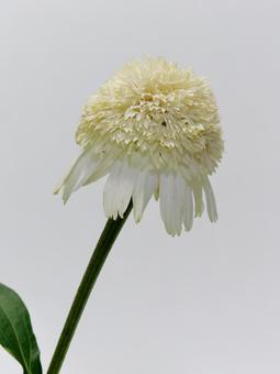 白色のエキナセアの花 白色のエキナセアの花 エキナセア,花,植物の写真素材