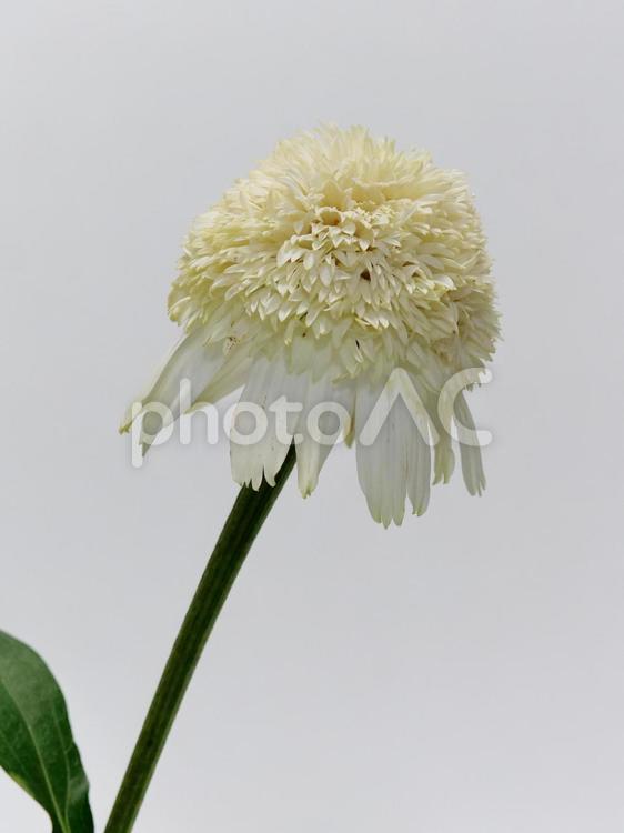 白色のエキナセアの花 エキナセア,花,植物の写真素材