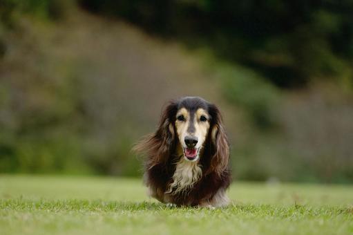 ミニチュアダックスのポートレート ミニチュアダックスのポートレート 犬,ミニチュアダックス,ダックスフンドの写真素材