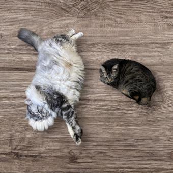 大きい猫と小さい猫 大きい猫と小さい猫 大きい猫,小さい猫,キジトラの写真素材
