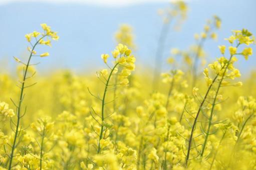 春の花 春の花の写真