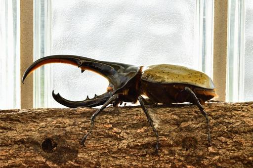 Hercules beetle, JPG Hercules beetle, JPG
