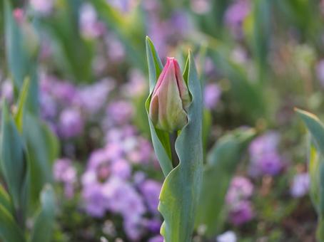 春の花 チューリップ つぼみ⑳ 春の花 チューリップ つぼみ⑳の写真