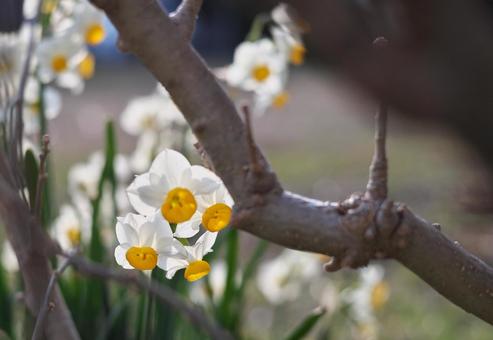 木陰のスイセンの写真