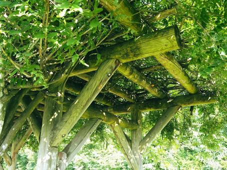 藤棚 藤棚の写真