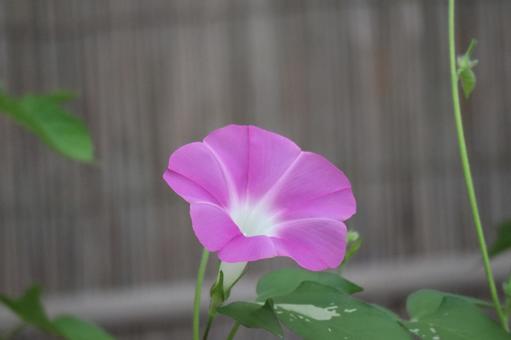 ピンク色の花びらの朝顔の花のアップ ピンク色の花びらの朝顔の花のアップの写真