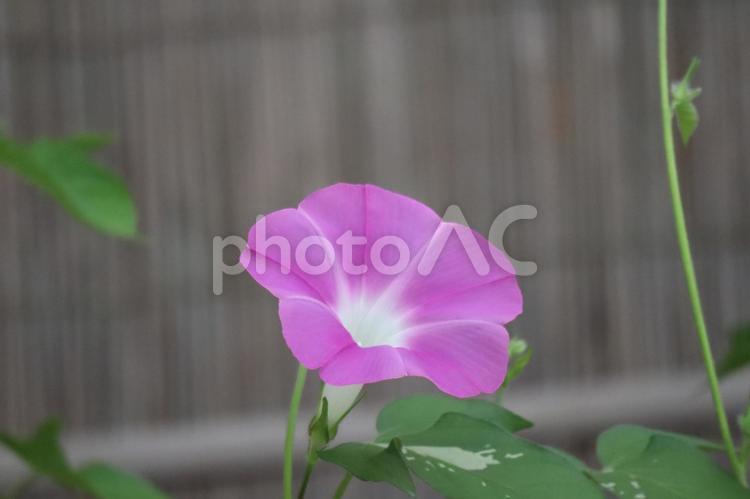 ピンク色の花びらの朝顔の花のアップ ピンク色,花びら,朝顔の写真素材