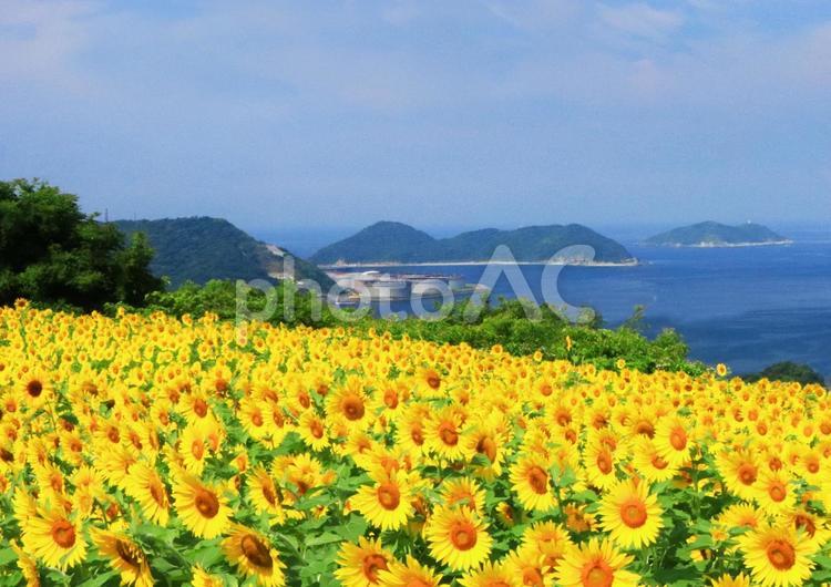 ひまわりの丘 花,ひまわり,青空の写真素材