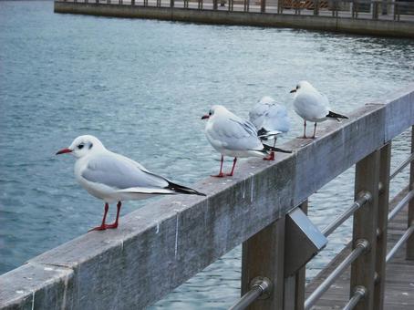 水辺に佇むユリカモメの群れ 鳥,ユリカモメ,都鳥の写真素材