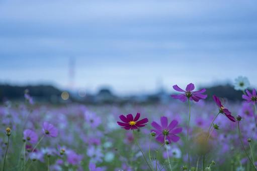 曇りの日の早朝のコスモス畑 曇りの日の早朝のコスモス畑の写真