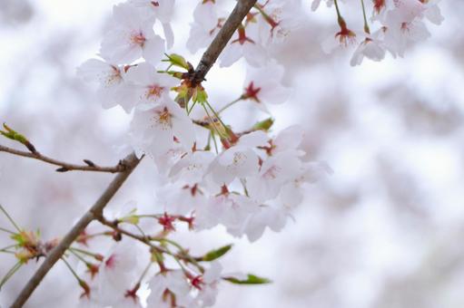 ソメイヨシノ(桜) ソメイヨシノ(桜)の写真