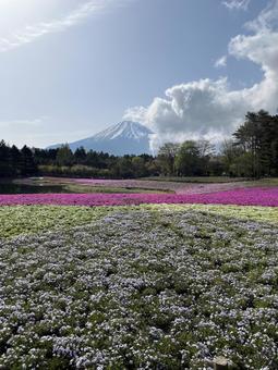Mount Fuji Moss Phlox, JPG Mount Fuji Moss Phlox, JPG