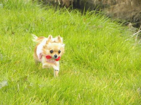 草原を走るチワワ 草原を走るチワワの写真