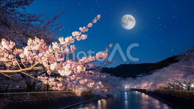 夜桜_AS000004 桜,夜,夜桜の写真素材