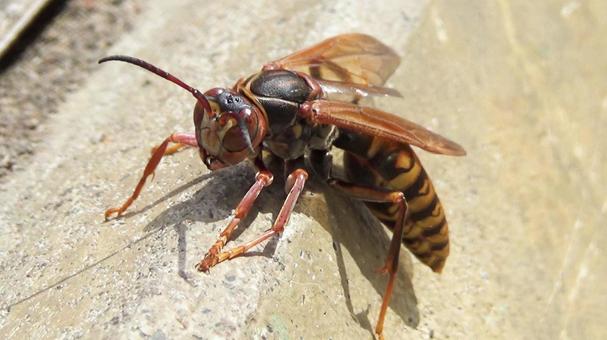 セグロアシナガバチ・2 セグロアシナガバチ・2 蜂,昆虫,自然の写真素材