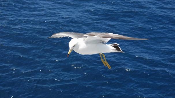 空を舞うように飛ぶウミネコ 空を舞うように飛ぶウミネコの写真