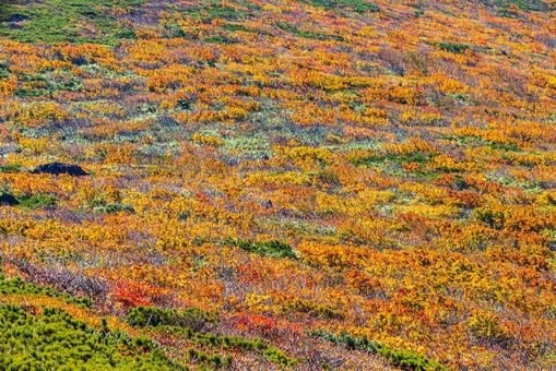 秋色に染まる 栗駒山の絶景 秋色に染まる 栗駒山の絶景 山,秋,紅葉の写真素材