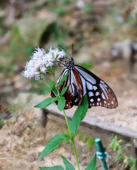 どこまで行くのかな? どこまで行くのかな?の写真