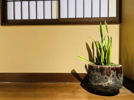 和風窓辺に置かれたサンセベリアの鉢植え 和風窓辺に置かれたサンセベリアの鉢植え サンセベリア,観葉植物,鉢植えの写真素材