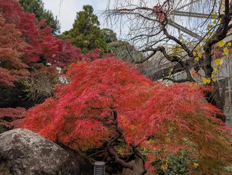 紅葉と空 紅葉,もみじ,空の写真素材