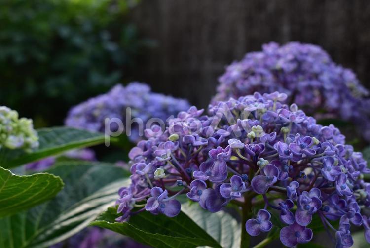アジサイ　あじさい　紫陽花 アジサイ,あじさい,紫陽花の写真素材