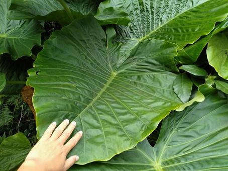 巨大な葉っぱ 巨大な葉っぱ 大きな植物,葉っぱ,自然の写真素材