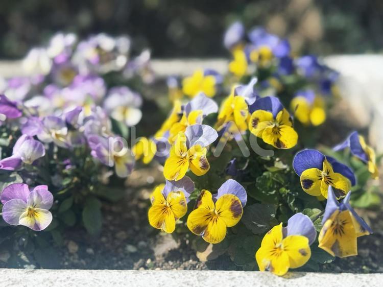パンジーの寄せ植え ガーデニング,寄せ植え,パンジーの写真素材