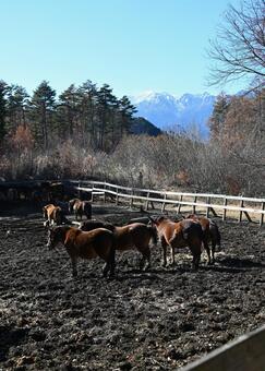 木曽馬牧場と御嶽山 牧場,木曽馬,御嶽山の写真素材