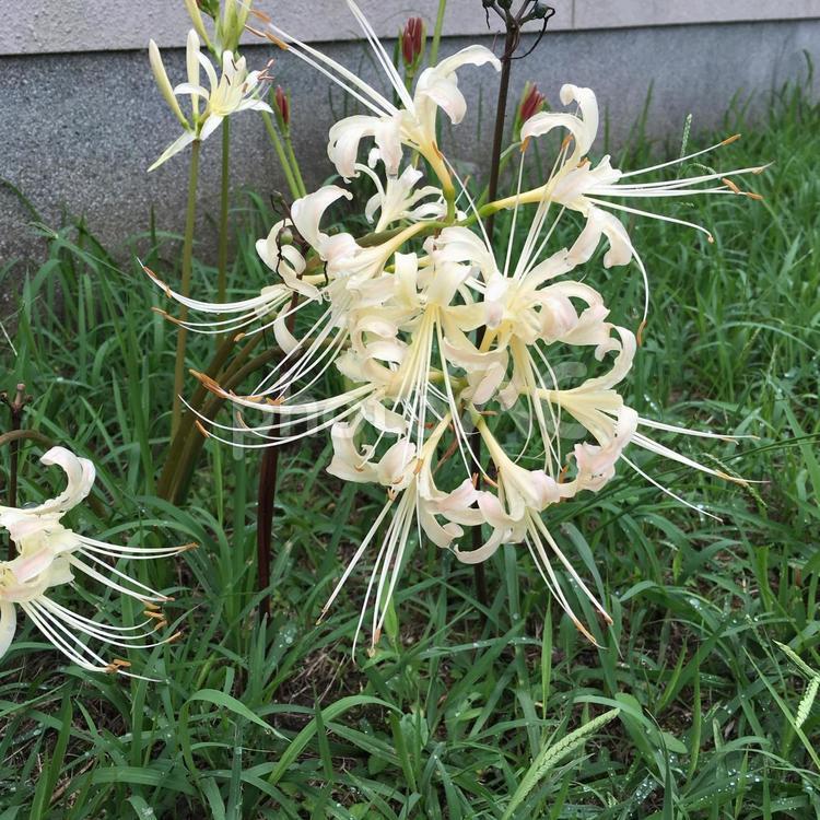 白　ヒガンバナ　リコリス　珍しい 白,ヒガンバナ,リコリスの写真素材