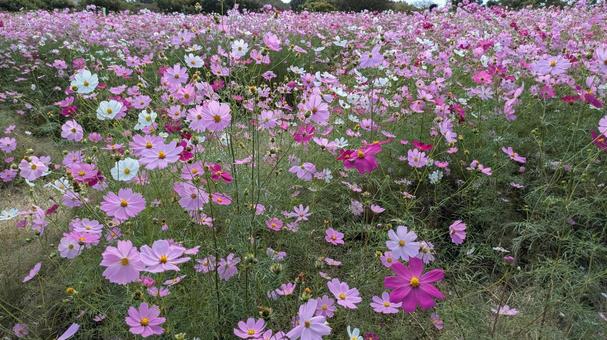 コスモス畑の写真