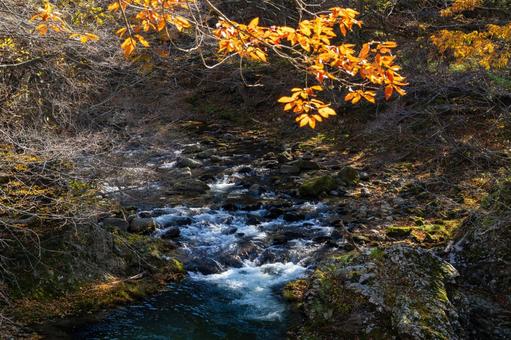 秋の関山大滝⒁ 秋,紅葉,滝の写真素材