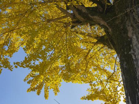 光透かす黄葉の冠 光透かす黄葉の冠 イチョウ,黄葉,秋の写真素材