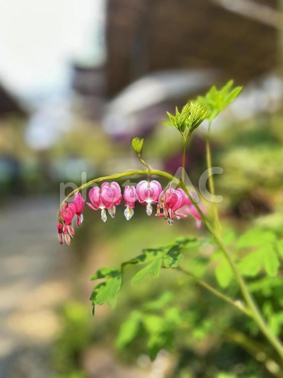 ケマンソウ　観賞用 春のぼたん祭,日本庭園,牡丹の写真素材